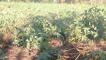 Tomato Planting for income generation among small holder farmers
